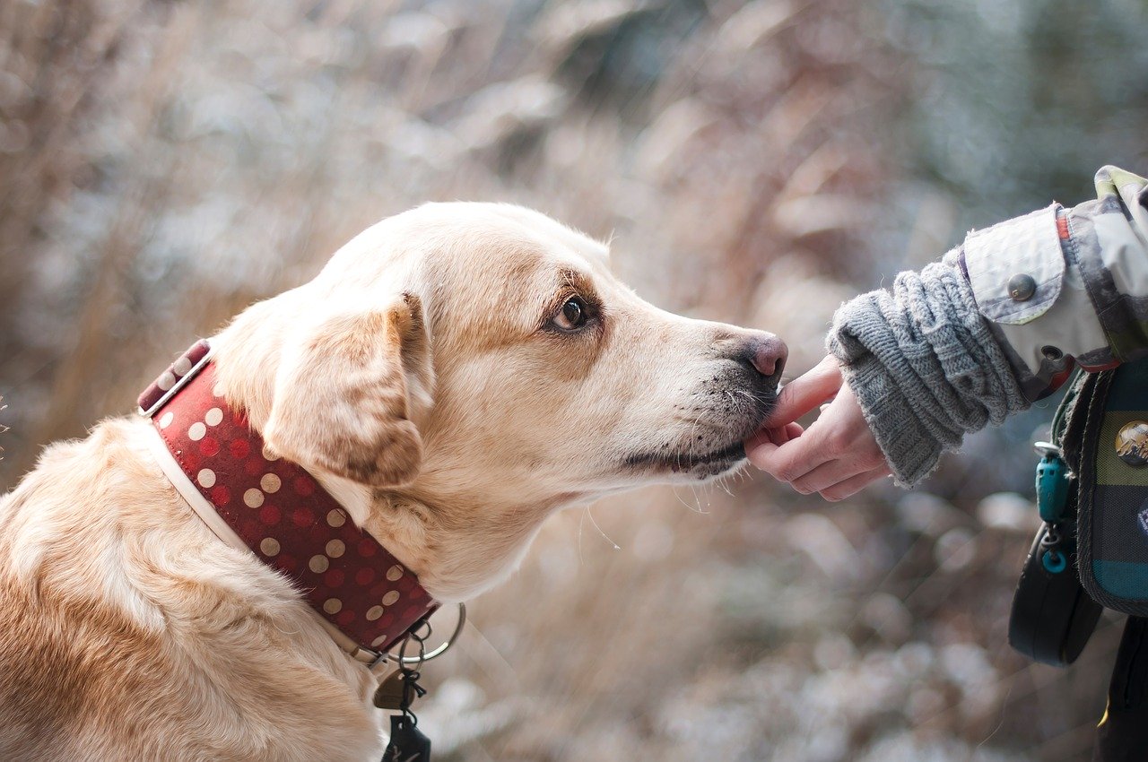 Pourquoi l'activité physique est essentielle pour un chien adulte ?